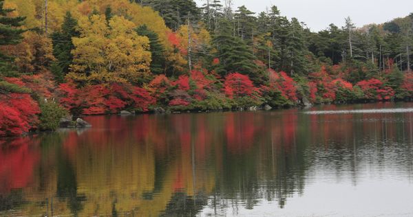 白駒の池の紅葉_c0073016_230593.jpg