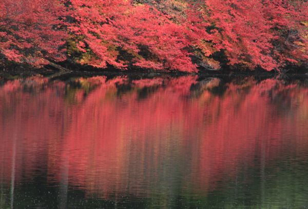 白駒の池の紅葉_c0073016_2551229.jpg