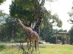 10/8　SCHOOL OUTING in 天王寺動物園_c0114917_2330402.jpg