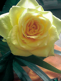 a0072328_9343499.gif