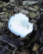 f0159844_2249495.gif