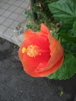 修理のトホホ新記録_e0080345_882061.jpg