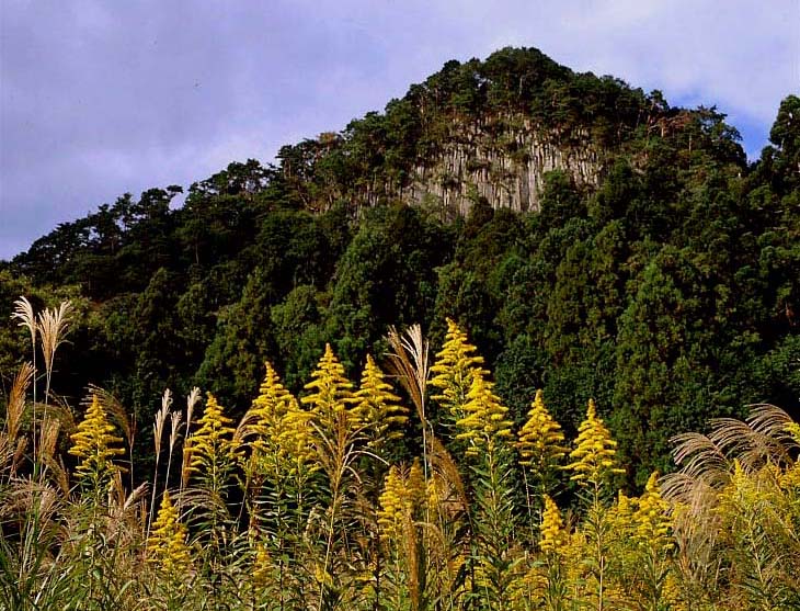 宇陀市　室生区向渕　水晶山　背高泡立草_c0108146_21225284.jpg