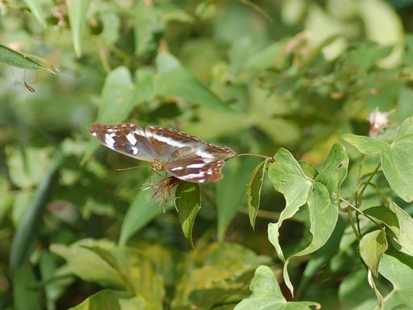 c0045352_1713593.jpg