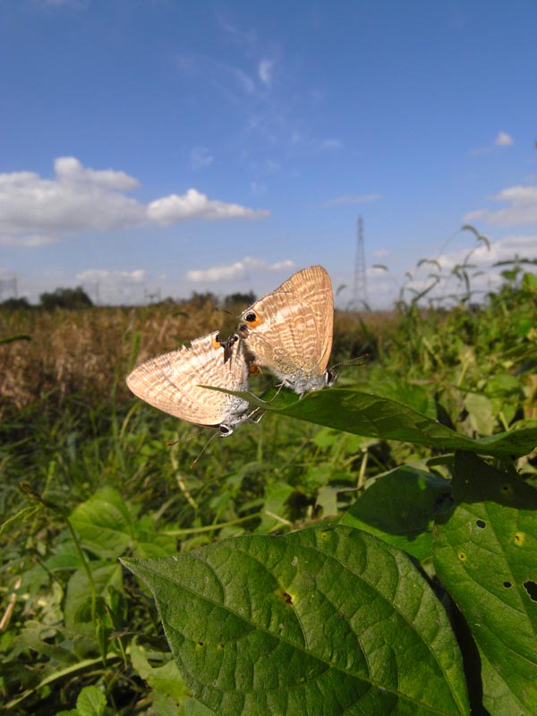 c0045352_1714378.jpg