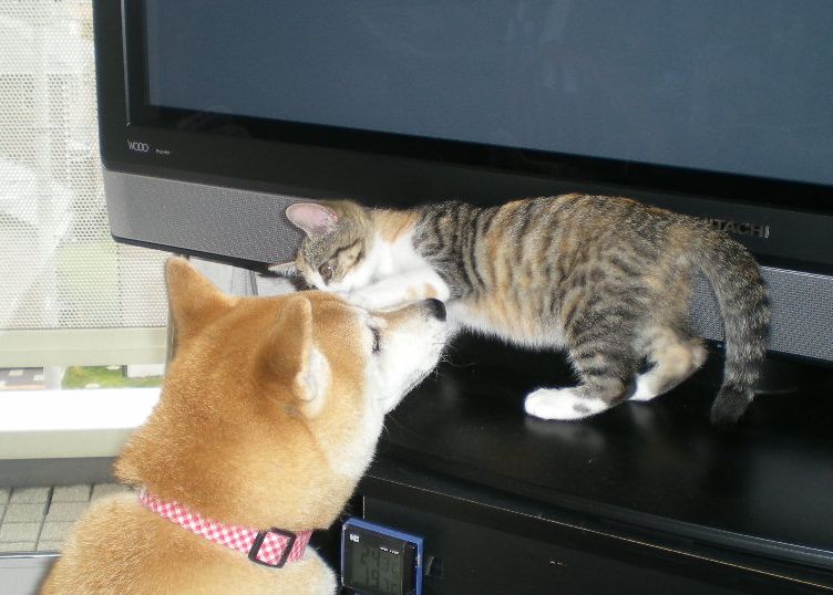 2008年10月9日(木)横綱が新入りに稽古を!_f0060461_1054263.jpg