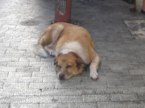 大道芸人のそばにいた野良犬ティトー_f0037264_585554.jpg