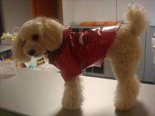 2008.10.9 茶々が病気?_a0083571_16504516.jpg