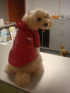 2008.10.9 茶々が病気?_a0083571_1650564.jpg