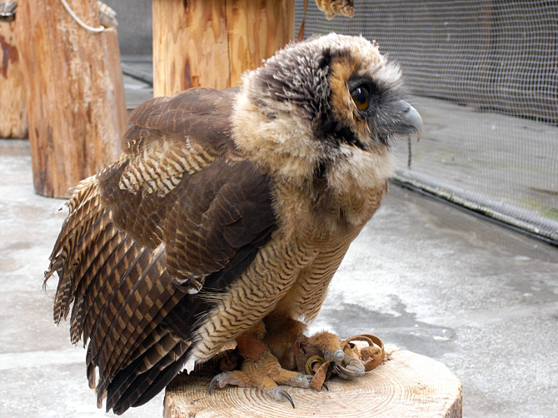 掛川花鳥園－２_e0100772_2259127.jpg