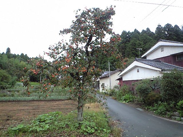 茨城県笠間市の蕎麦屋和味（なごみ）_d0000607_2324718.jpg