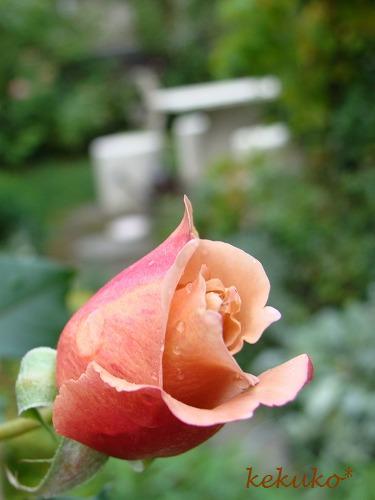 綺麗な色の薔薇と花と、夕食・・・。_f0170524_1411290.jpg