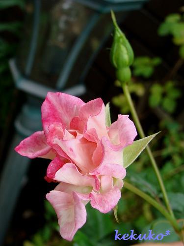 綺麗な色の薔薇と花と、夕食・・・。_f0170524_1415535.jpg