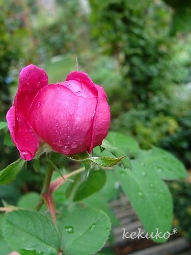 綺麗な色の薔薇と花と、夕食・・・。_f0170524_14333097.jpg