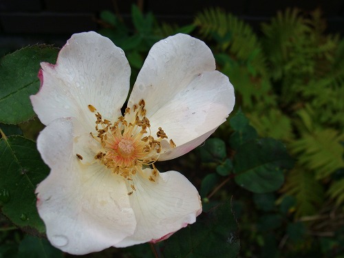 綺麗な色の薔薇と花と、夕食・・・。_f0170524_1436843.jpg