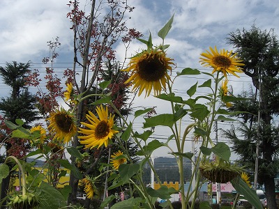 振興局のひまわりの花_a0084753_13245488.jpg