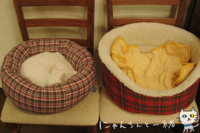 猫ベッドの季節です。_e0031853_2083551.jpg