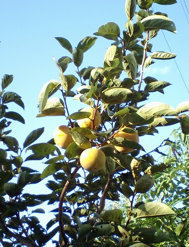 f0169659_1605124.jpg