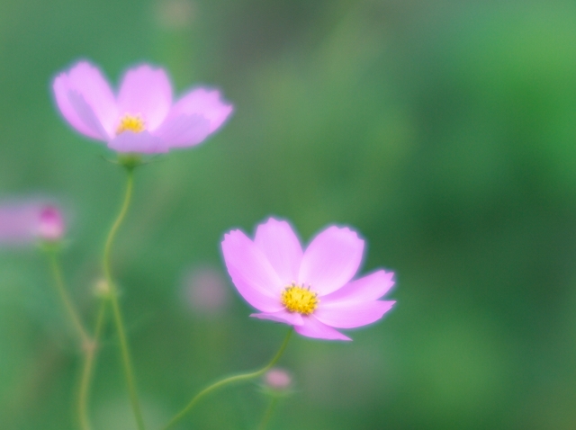 My COSMOS_f0018464_781812.jpg