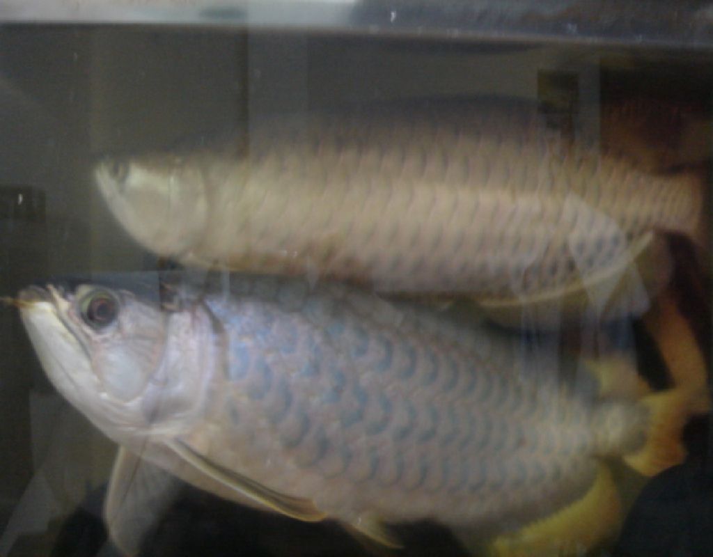 Dolce Koralli みんなのドルコラ 熱帯魚飼育ブログ Dolce Koralli みんなのドルコラ 熱帯魚飼育ブログ