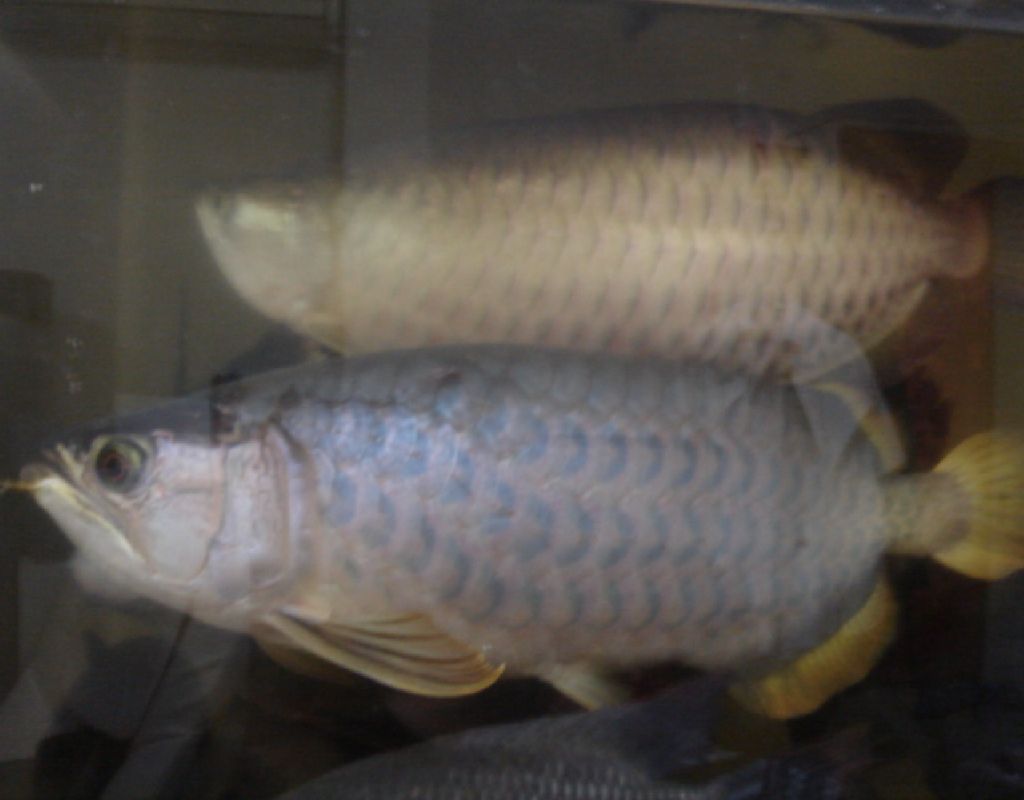Dolce Koralli みんなのドルコラ 熱帯魚飼育ブログ Dolce Koralli みんなのドルコラ 熱帯魚飼育ブログ
