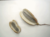 e0090293_13163484.gif
