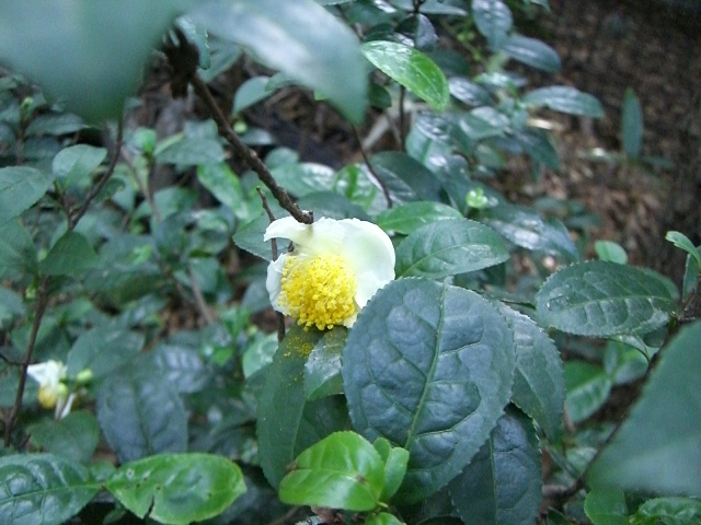 花便り_b0049307_2392313.jpg