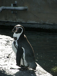 旭山動物園_c0025217_13195688.jpg