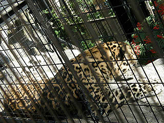 旭山動物園_c0025217_13254665.jpg