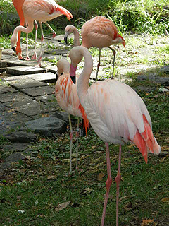 旭山動物園_c0025217_1335063.jpg