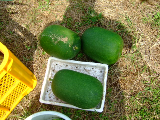 b0137932_8143588.jpg