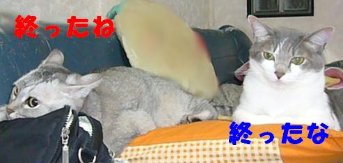 にゃんでやねん_f0002743_14414461.jpg