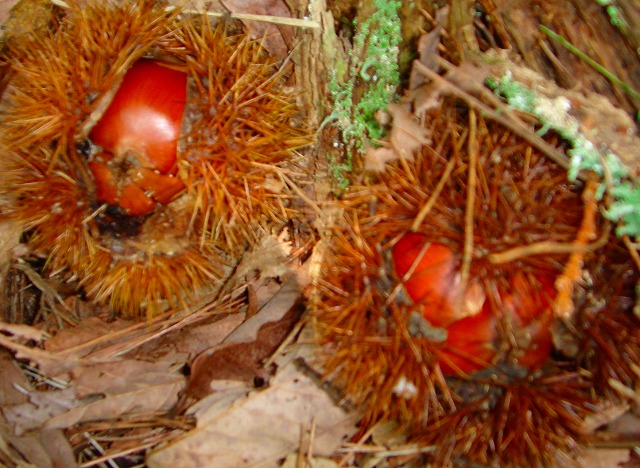 c0119160_16474250.jpg