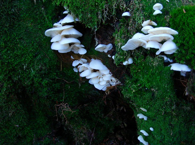 c0119160_1744373.jpg