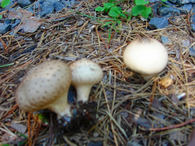 c0119160_1745948.jpg