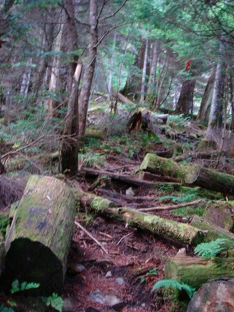 c0119160_1753954.jpg