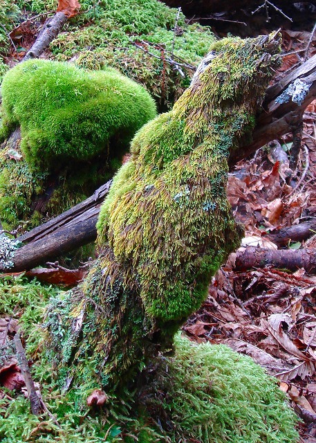 c0119160_17554297.jpg