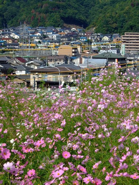 中野東５丁目、平原橋東詰でみつけたコスモス畑_b0095061_9171922.jpg