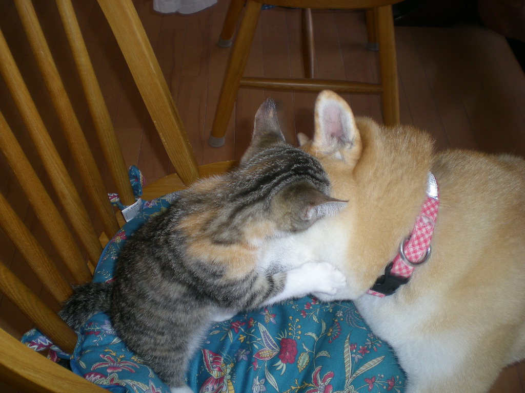 2008年10月11日(土)旧婚のバナナジュース!_f0060461_936228.jpg