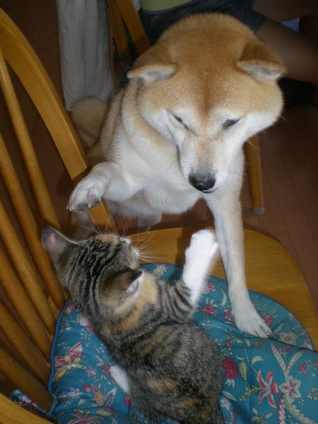2008年10月11日(土)旧婚のバナナジュース!_f0060461_9402149.jpg