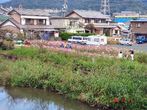 雨も止んでコスモスが嬉しそう。_d0007071_17544832.jpg