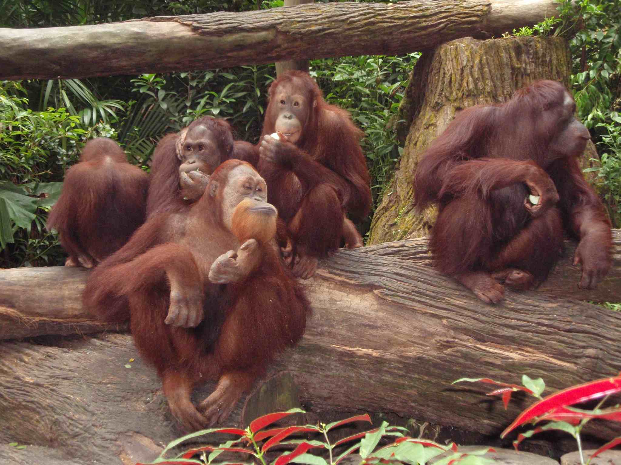 シンガポール旅行記その⑤～２日目シンガポール動物園～ナイトサファリへ行く編～_c0061079_1637597.jpg