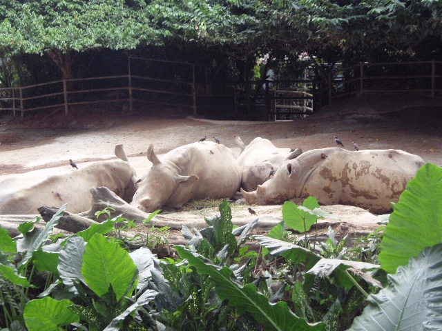 シンガポール旅行記その⑤～２日目シンガポール動物園～ナイトサファリへ行く編～_c0061079_1644021.jpg