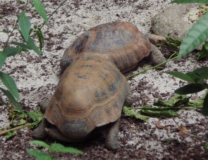 シンガポール旅行記その⑤～２日目シンガポール動物園～ナイトサファリへ行く編～_c0061079_1654912.jpg