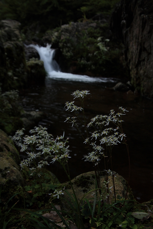 e0091879_073667.jpg