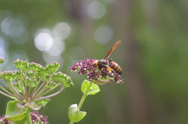 e0070891_21103030.jpg
