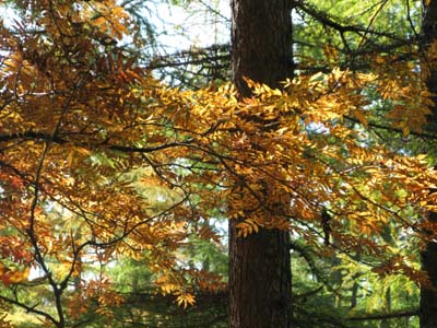水の塔山の紅葉_e0120896_6432459.jpg