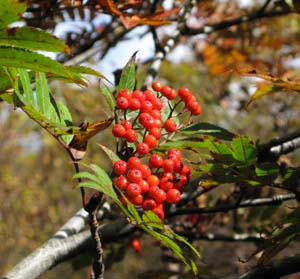 水の塔山の紅葉_e0120896_64641.jpg