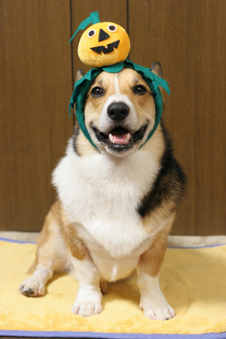 ハロウィン月間なので~^^_e0071225_33432.jpg