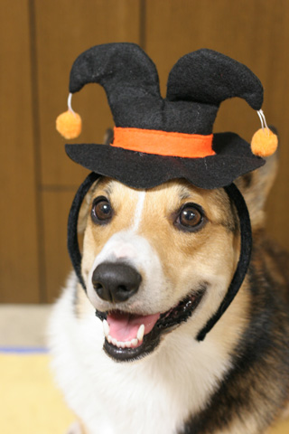 ハロウィン月間なので~^^_e0071225_39360.jpg